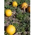 SPRAY FREE NZ PUMPKIN SEEDS 200 Grams Grown In Marton  